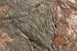 Silurian Fossil Crinoid (Scyphocrinites) Plate - Morocco #255699-1